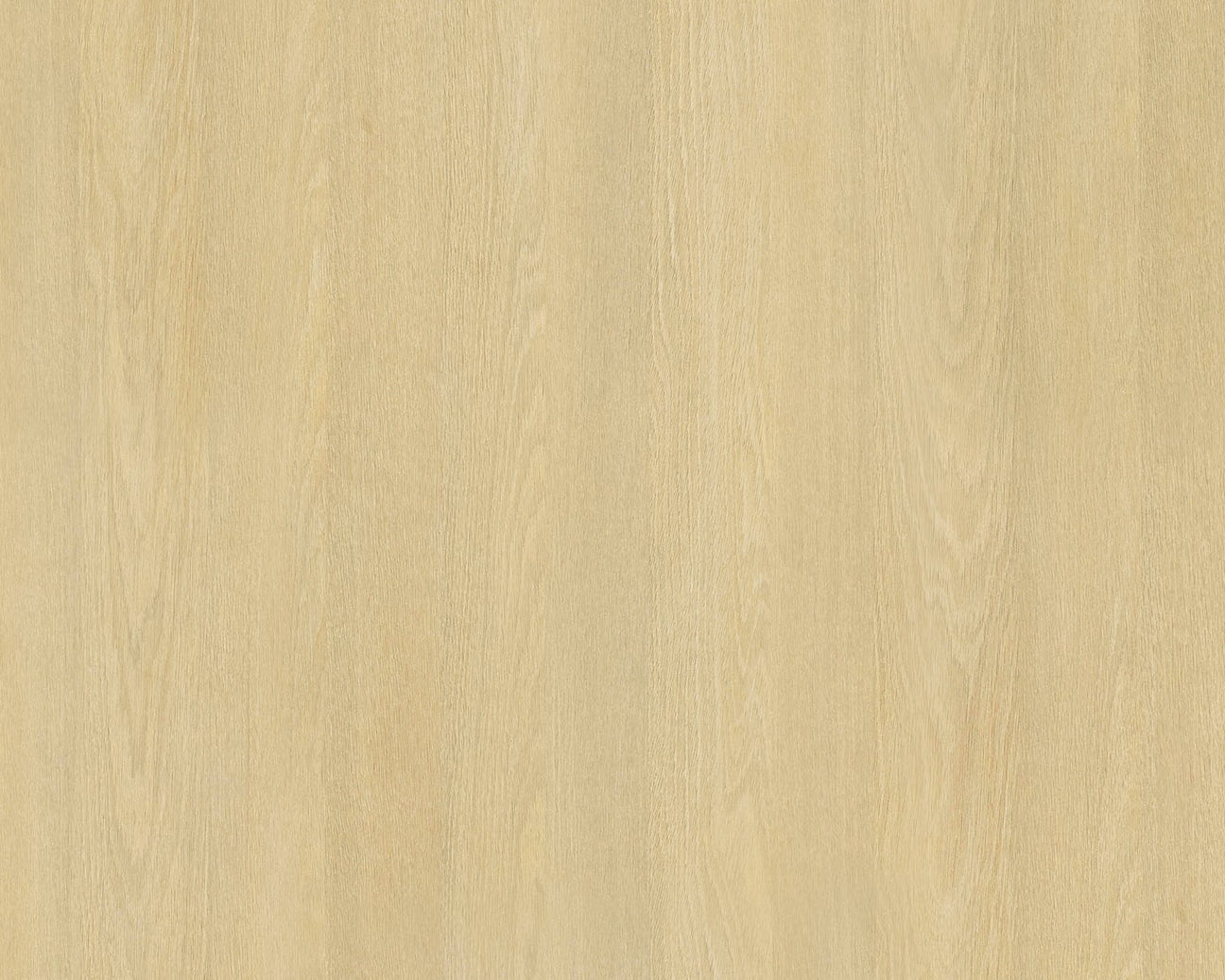 Shizuoka Oak