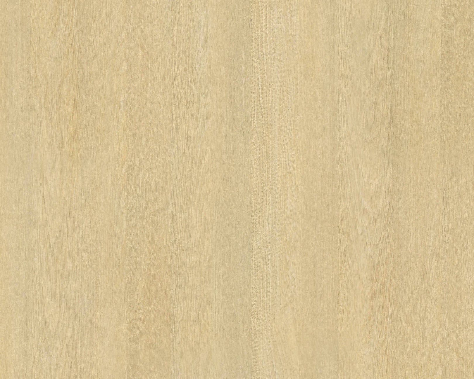 Shizuoka Oak